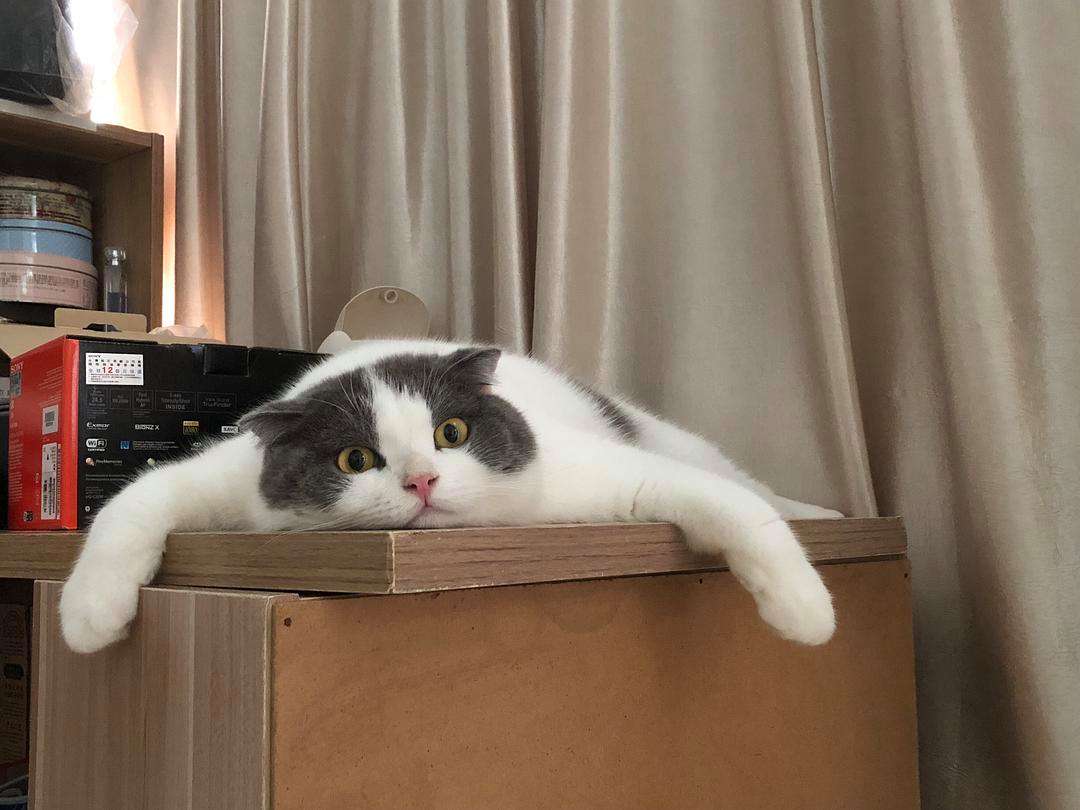 養貓能治病?貓貓原來還可以這么用! 養貓能治病?貓貓原來還可以這么用!